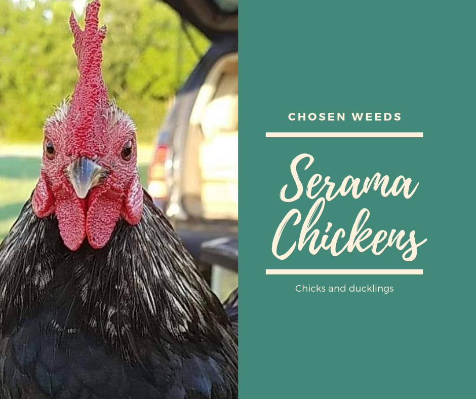 serama Chosen Weeds Farm